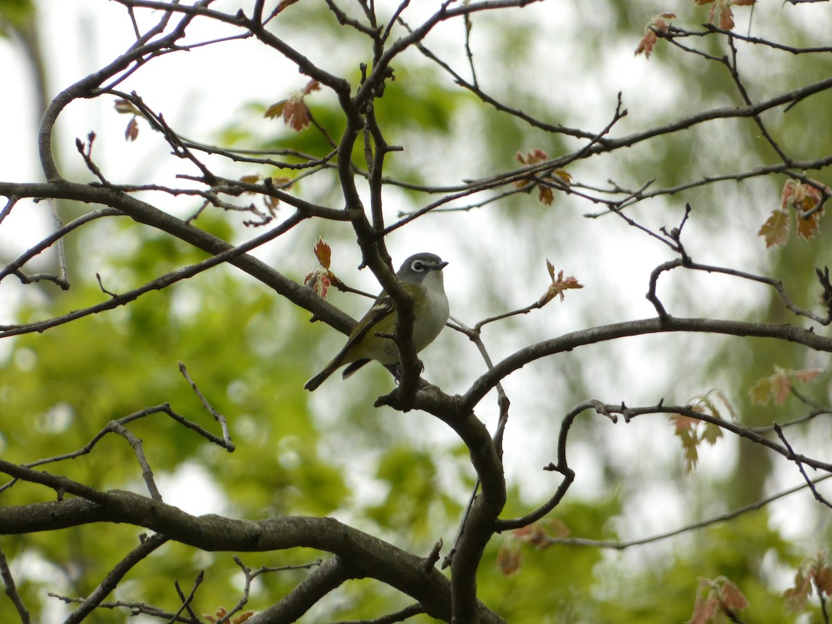 Blue-headed Vireo - PJ M