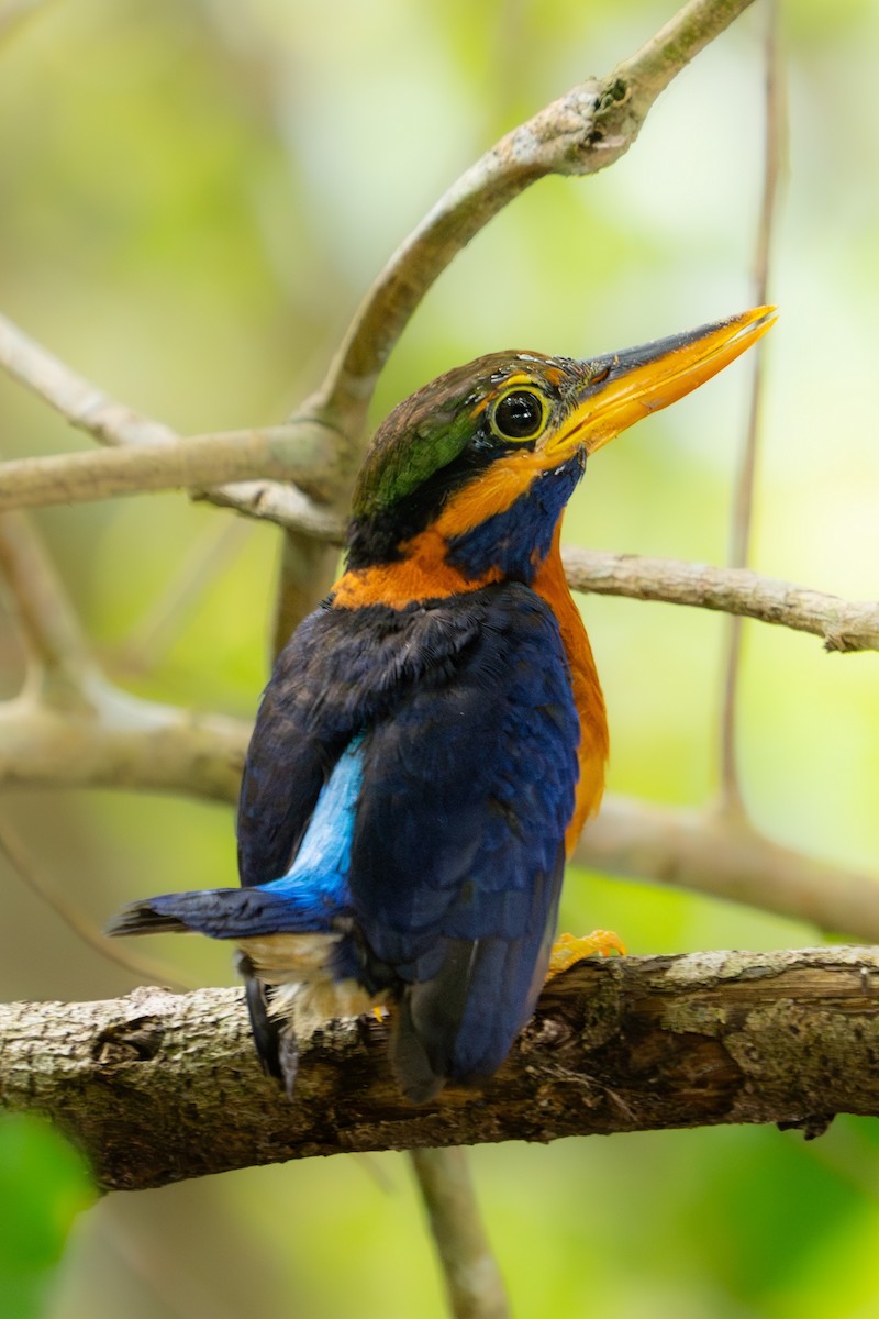Rufous-collared Kingfisher - Richard Edden