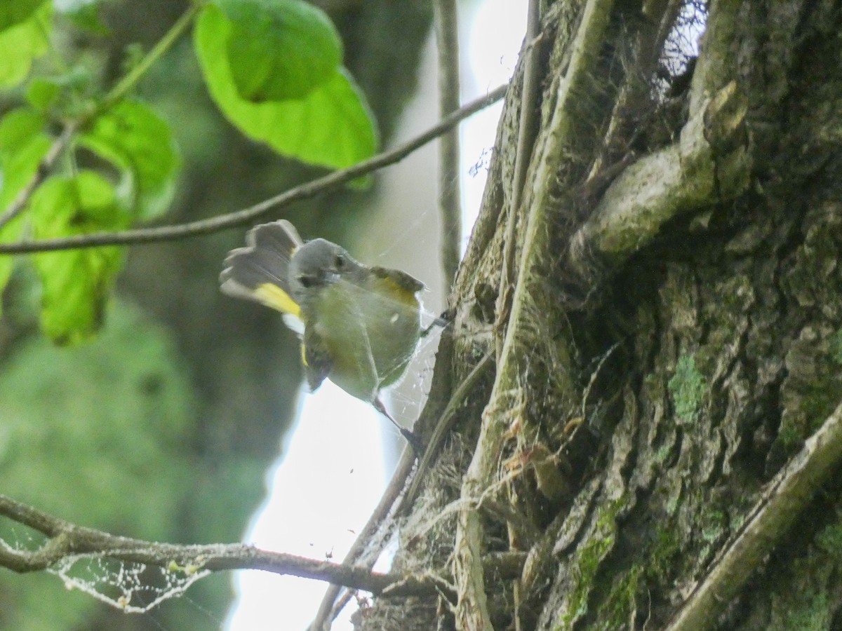 American Redstart - ML619178362