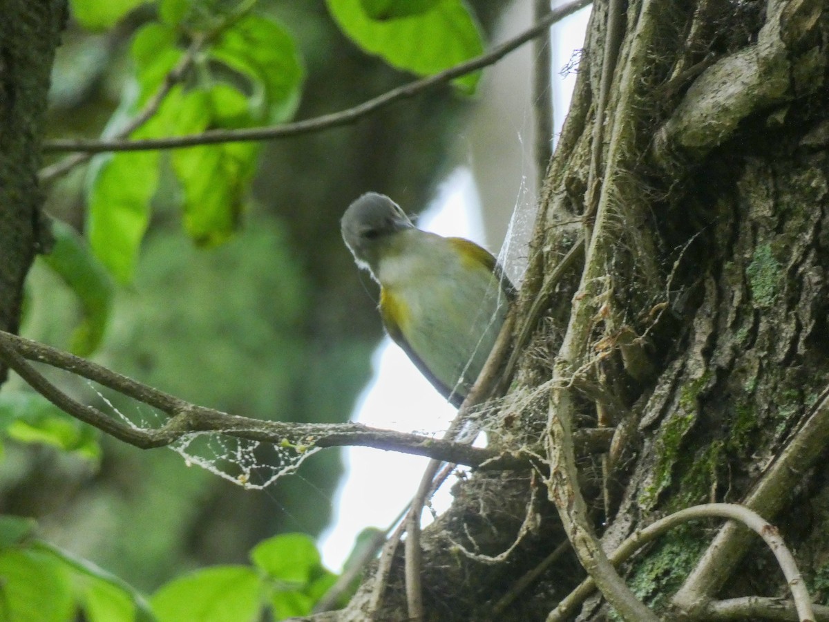 American Redstart - ML619178363