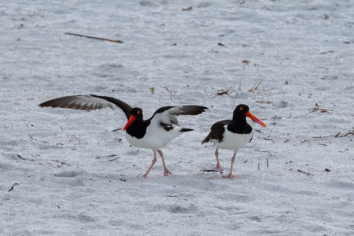 American Oystercatcher - Kathy Doddridge