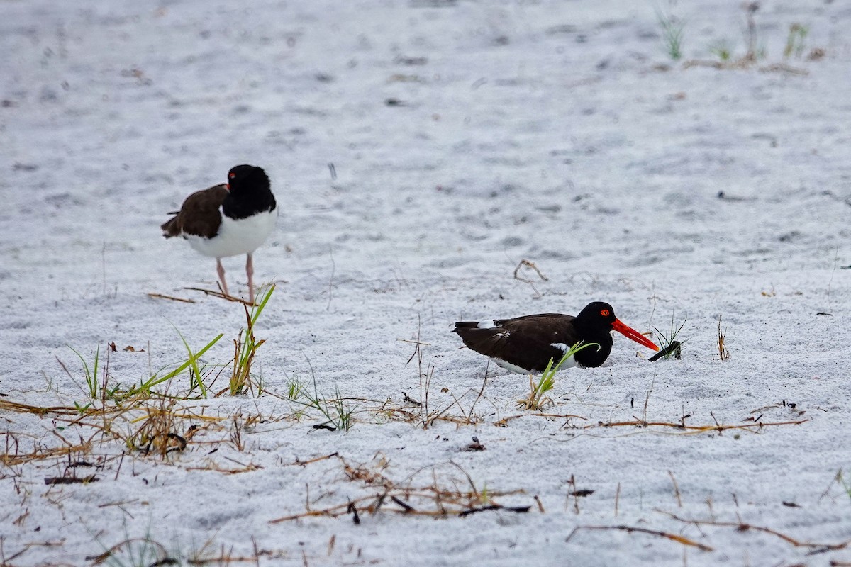 American Oystercatcher - Kathy Doddridge