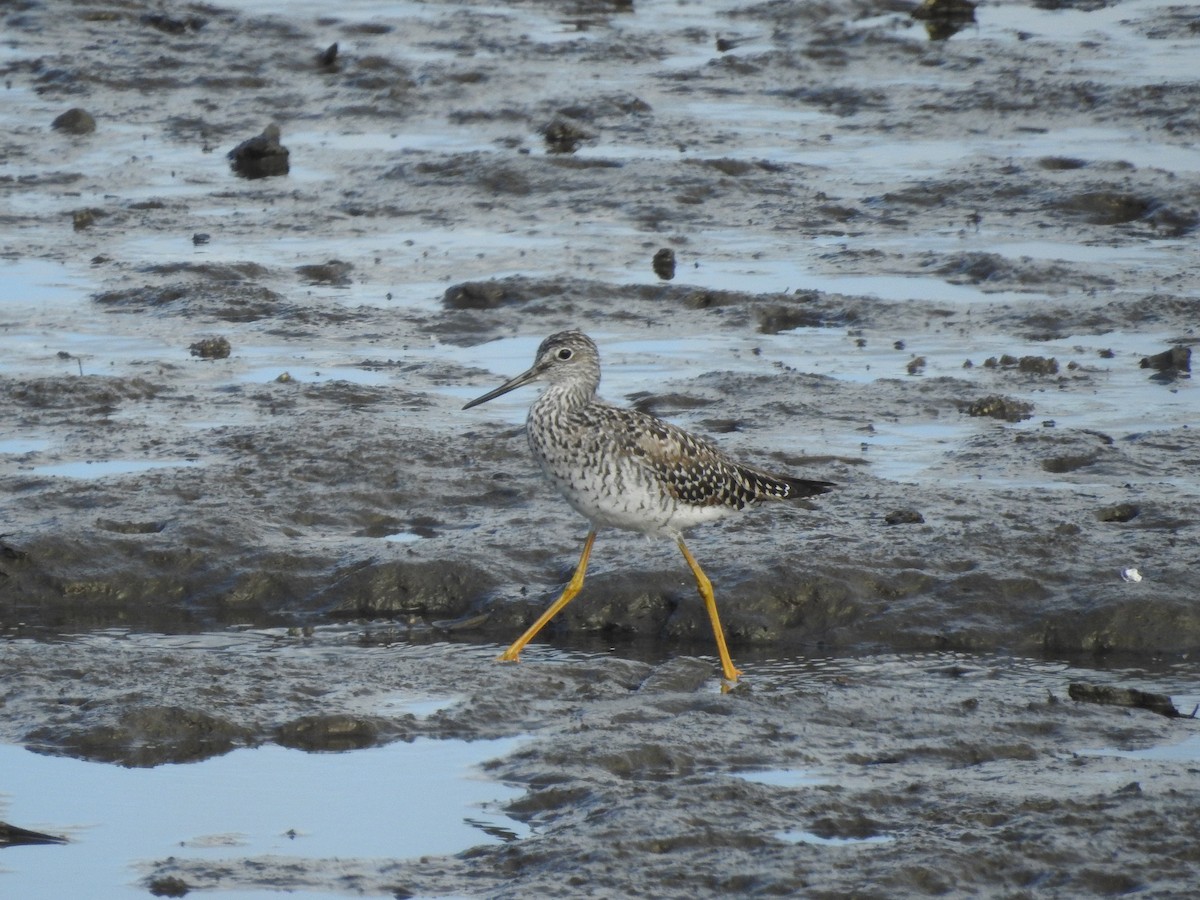 Greater Yellowlegs - ML619178374