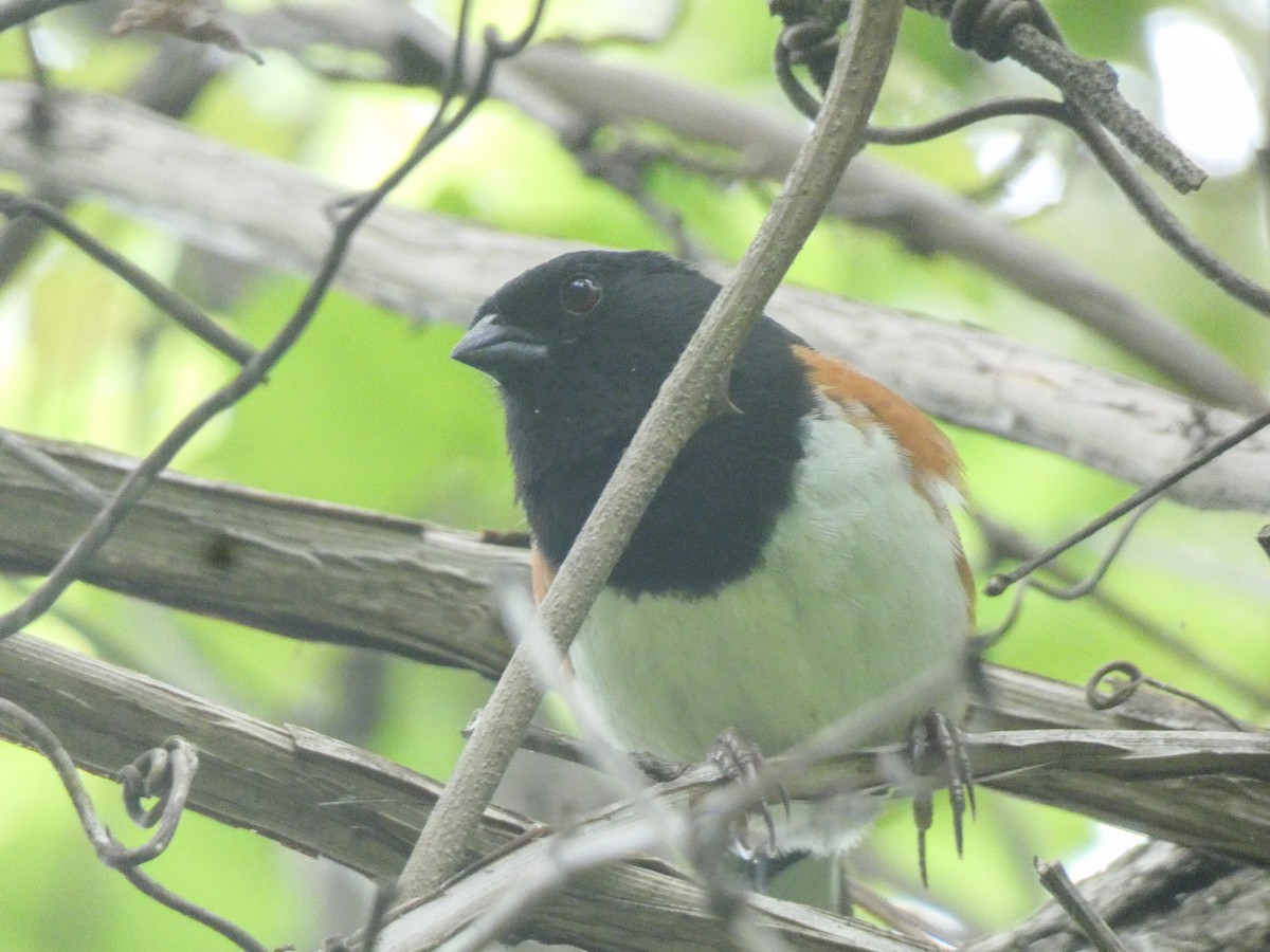 Eastern Towhee - Justin Cober-Lake