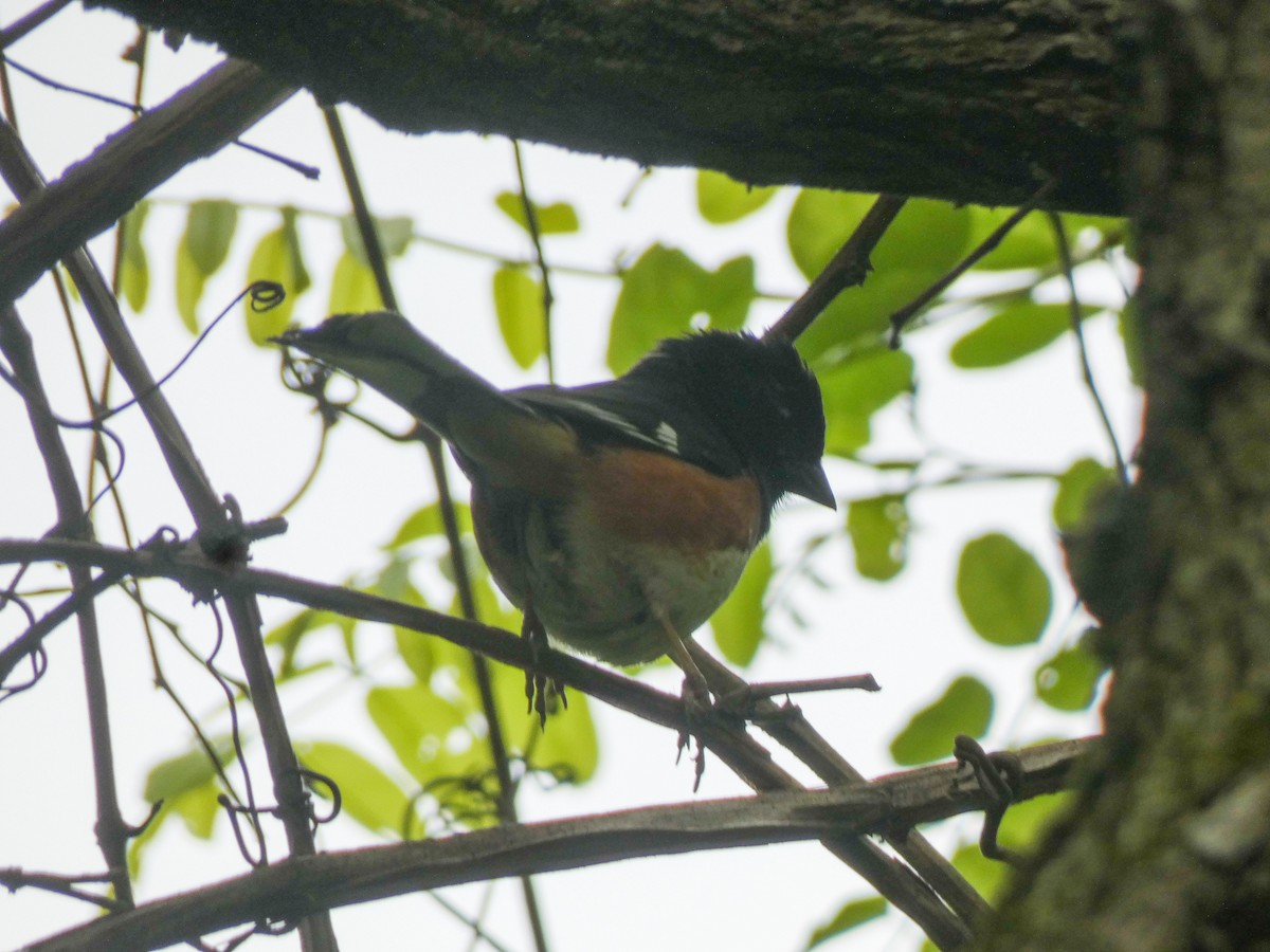 Eastern Towhee - Justin Cober-Lake