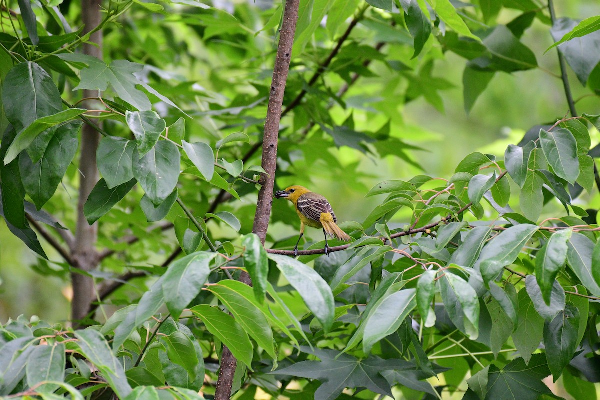 Orchard Oriole - ML619178394