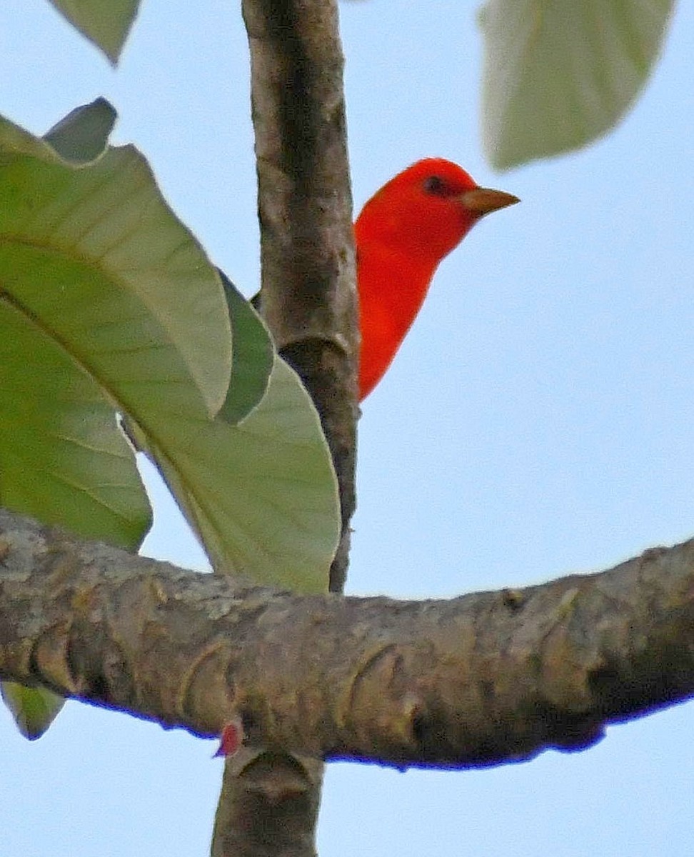 Scarlet Tanager - Edward Clark