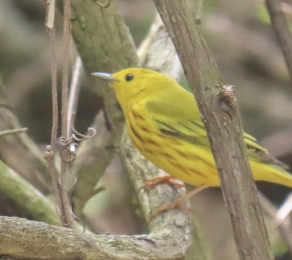 Yellow Warbler - Brenda Meese