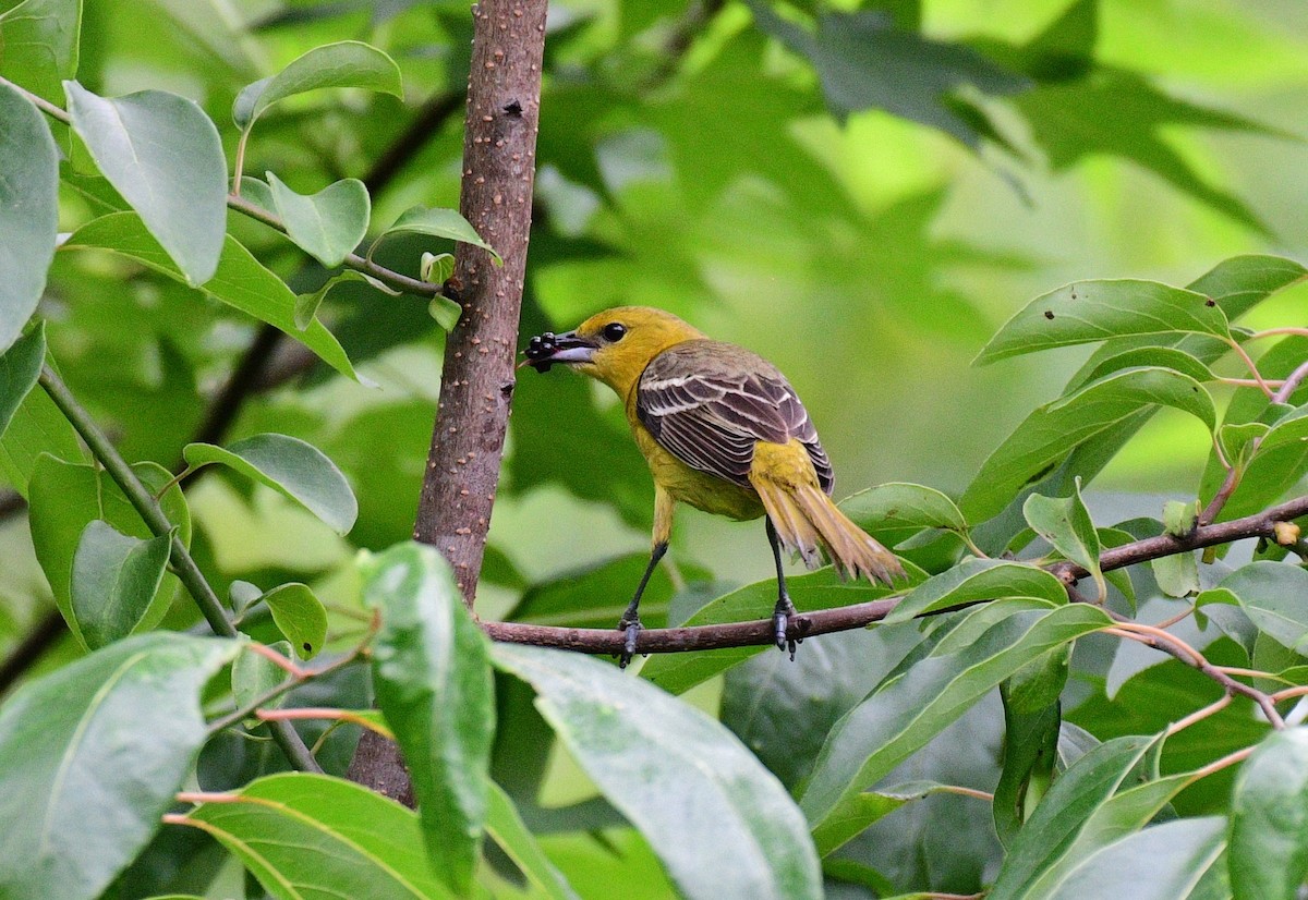 Orchard Oriole - ML619178420