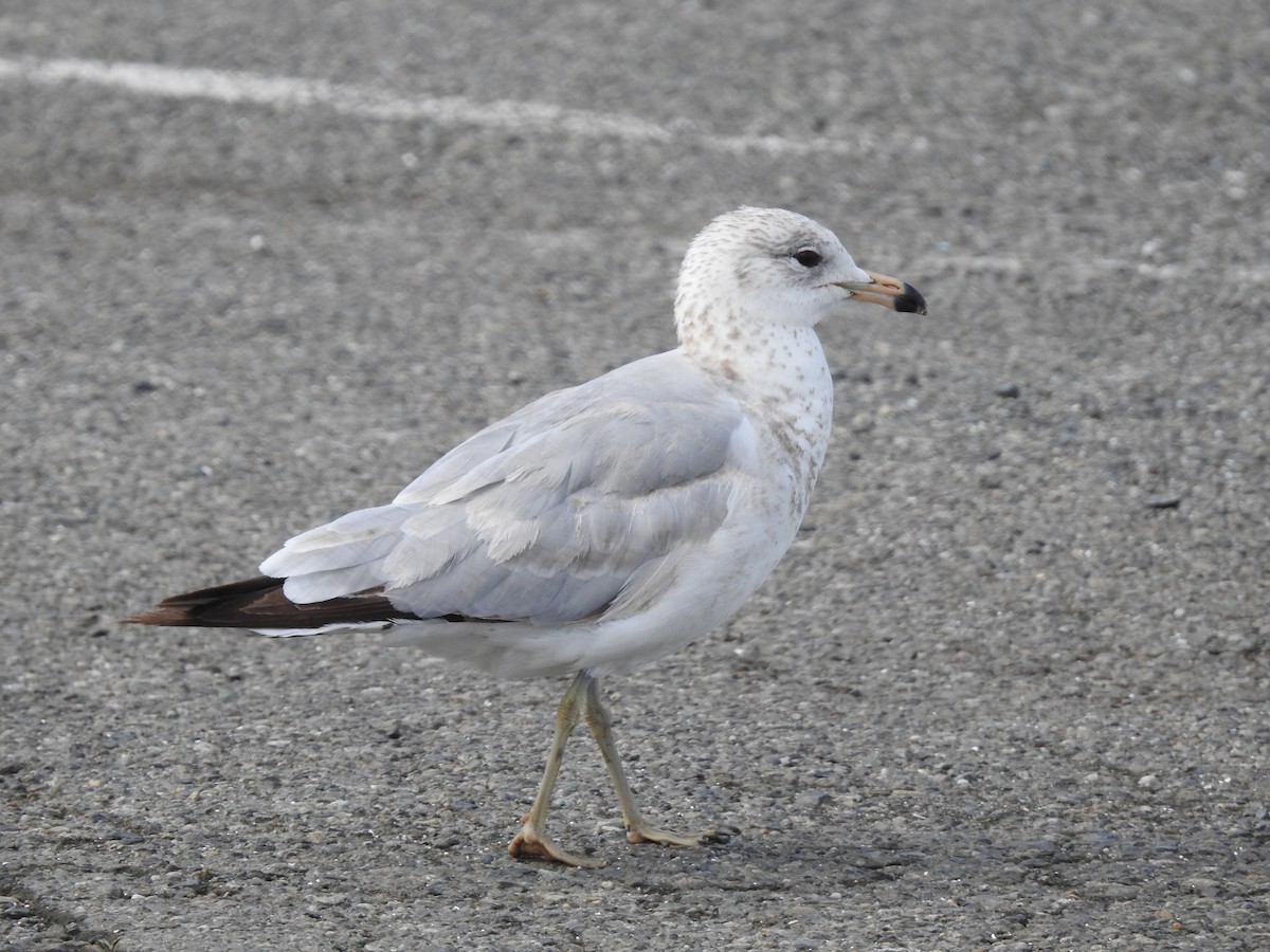 Ring-billed Gull - ML619178421