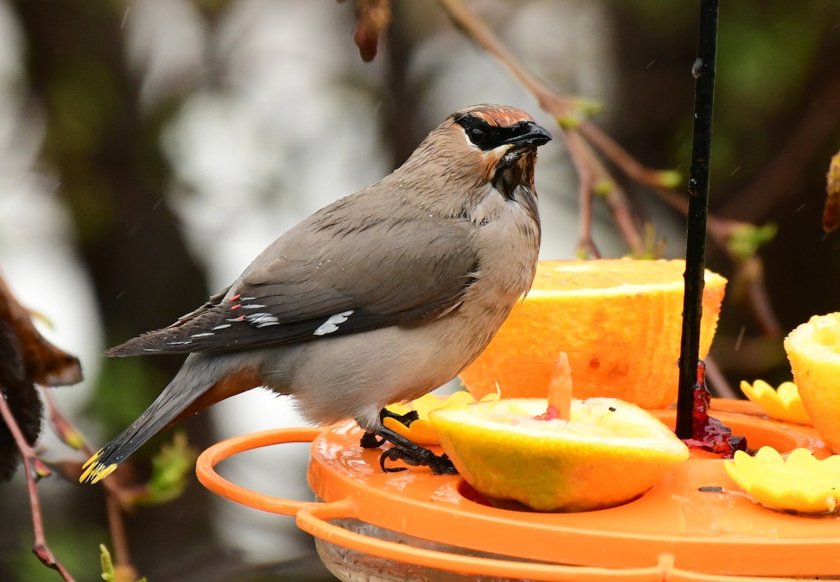 Bohemian Waxwing - ML619178437