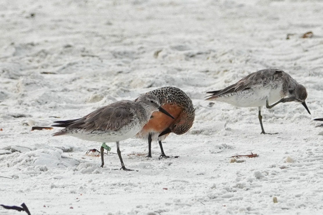 Red Knot - ML619178443