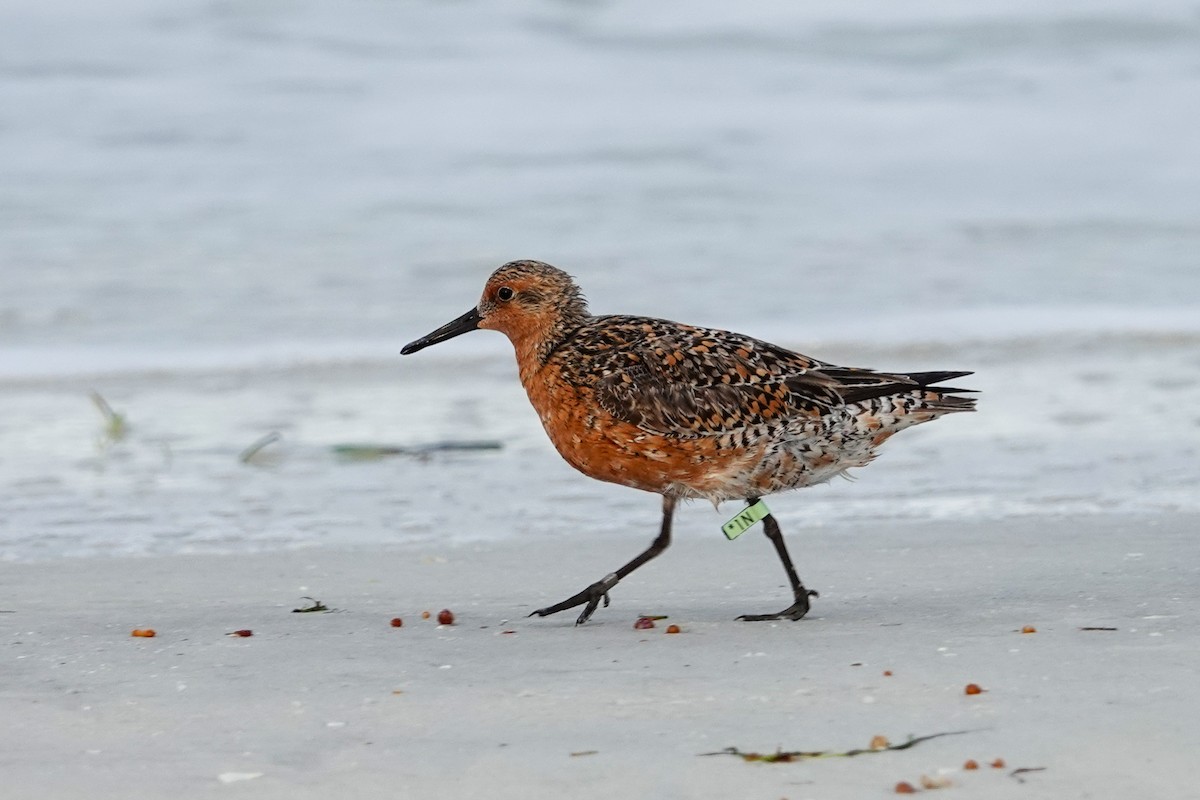 Red Knot - ML619178446