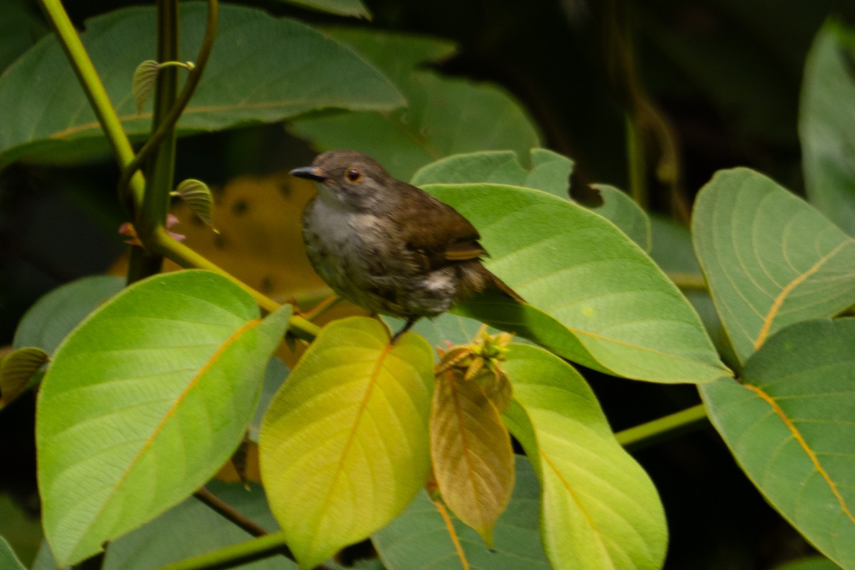 Bulbul oeil-de-feu - ML619178448