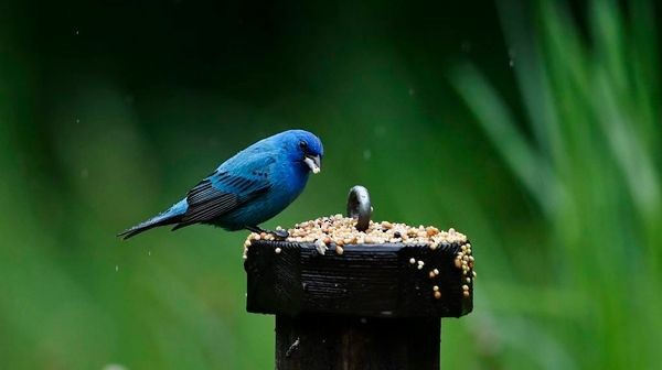 Indigo Bunting - Mary Tutt