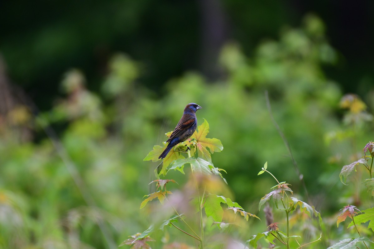 Blue Grosbeak - ML619178470