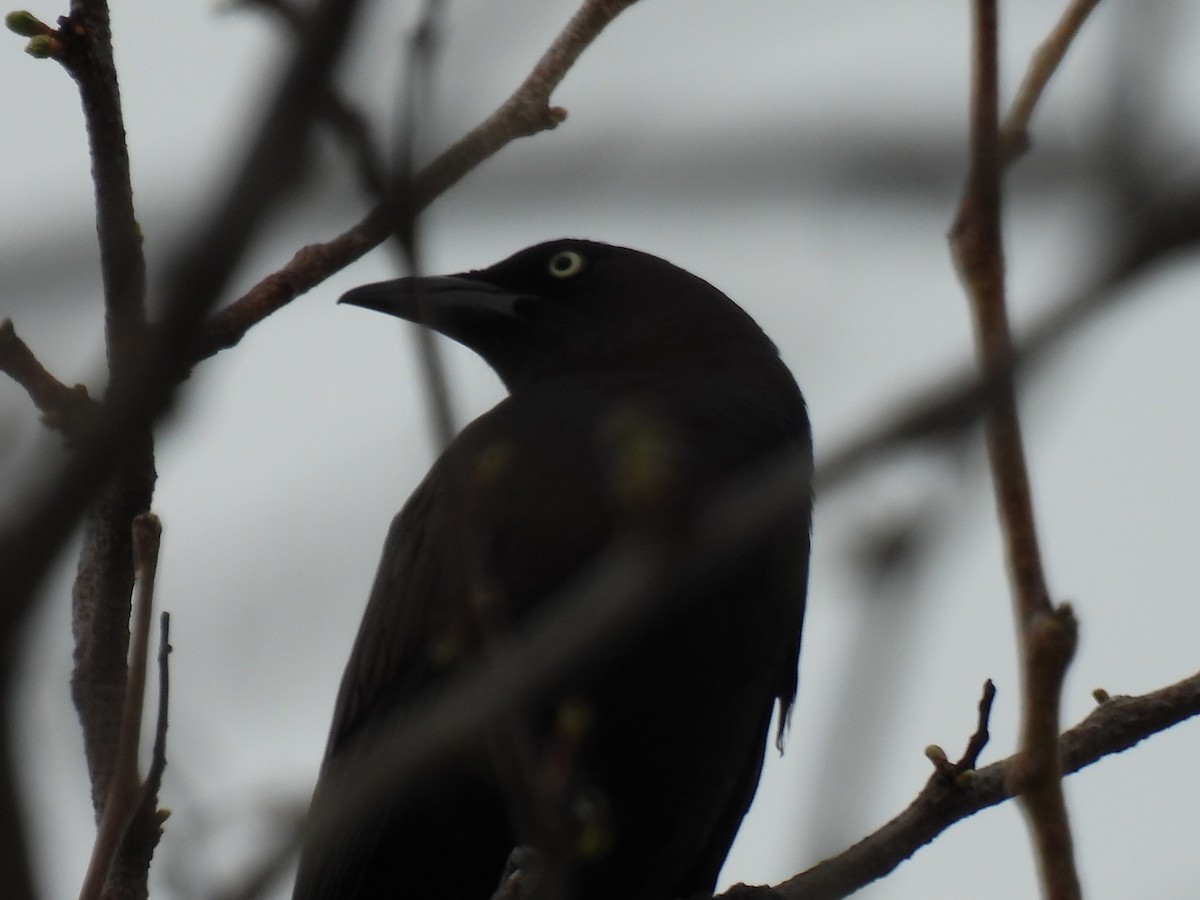 Common Grackle - ML619178475