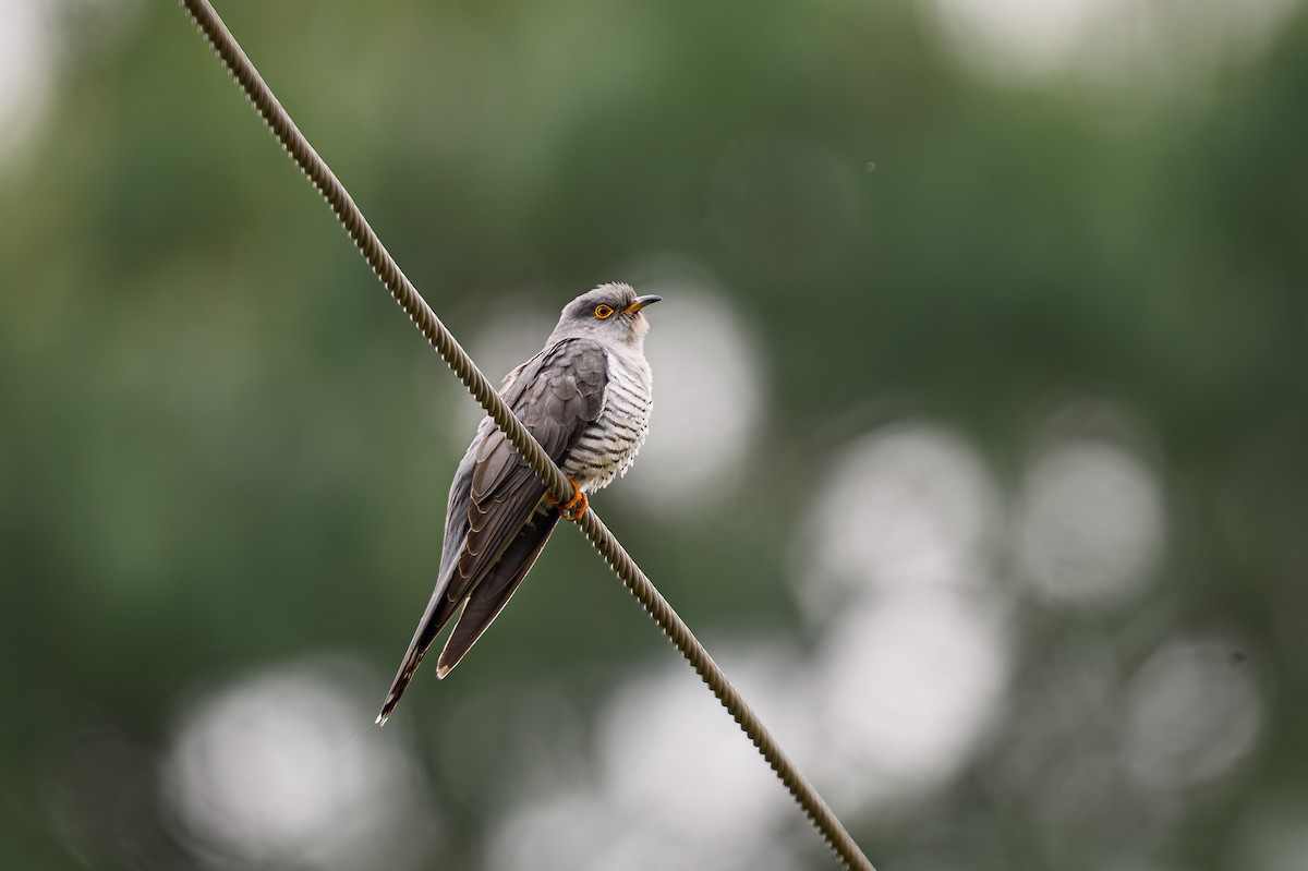 Lesser Cuckoo - Sudhir Paul