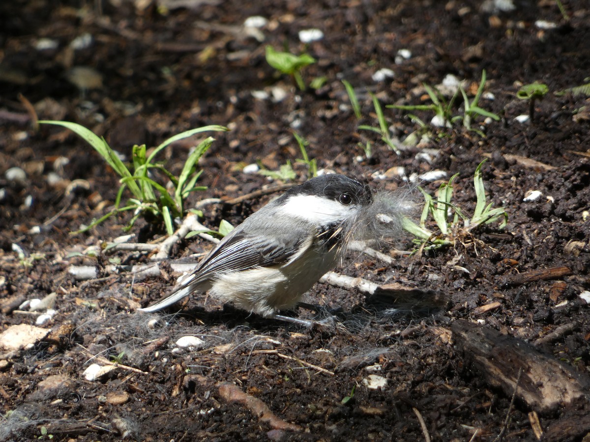 Black-capped Chickadee - ML619178493