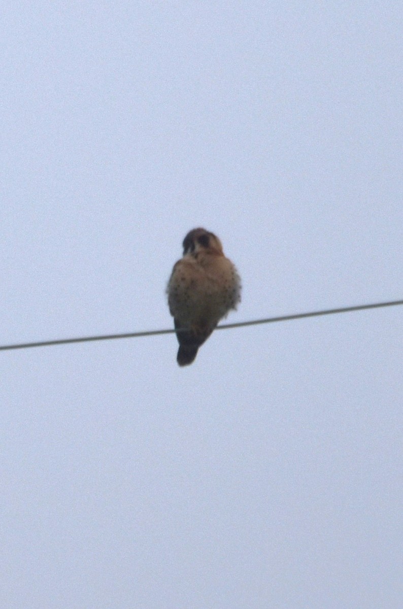 American Kestrel - Old Sam Peabody