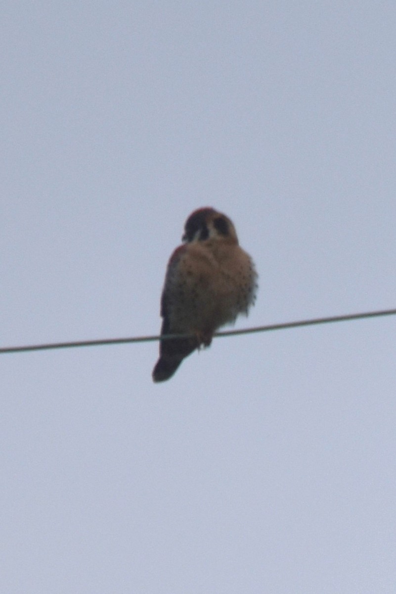 American Kestrel - Old Sam Peabody