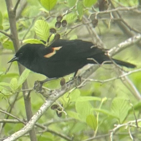 Red-winged Blackbird - Matthew Cook