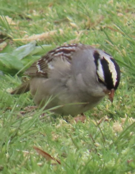White-crowned Sparrow - Brenda Meese
