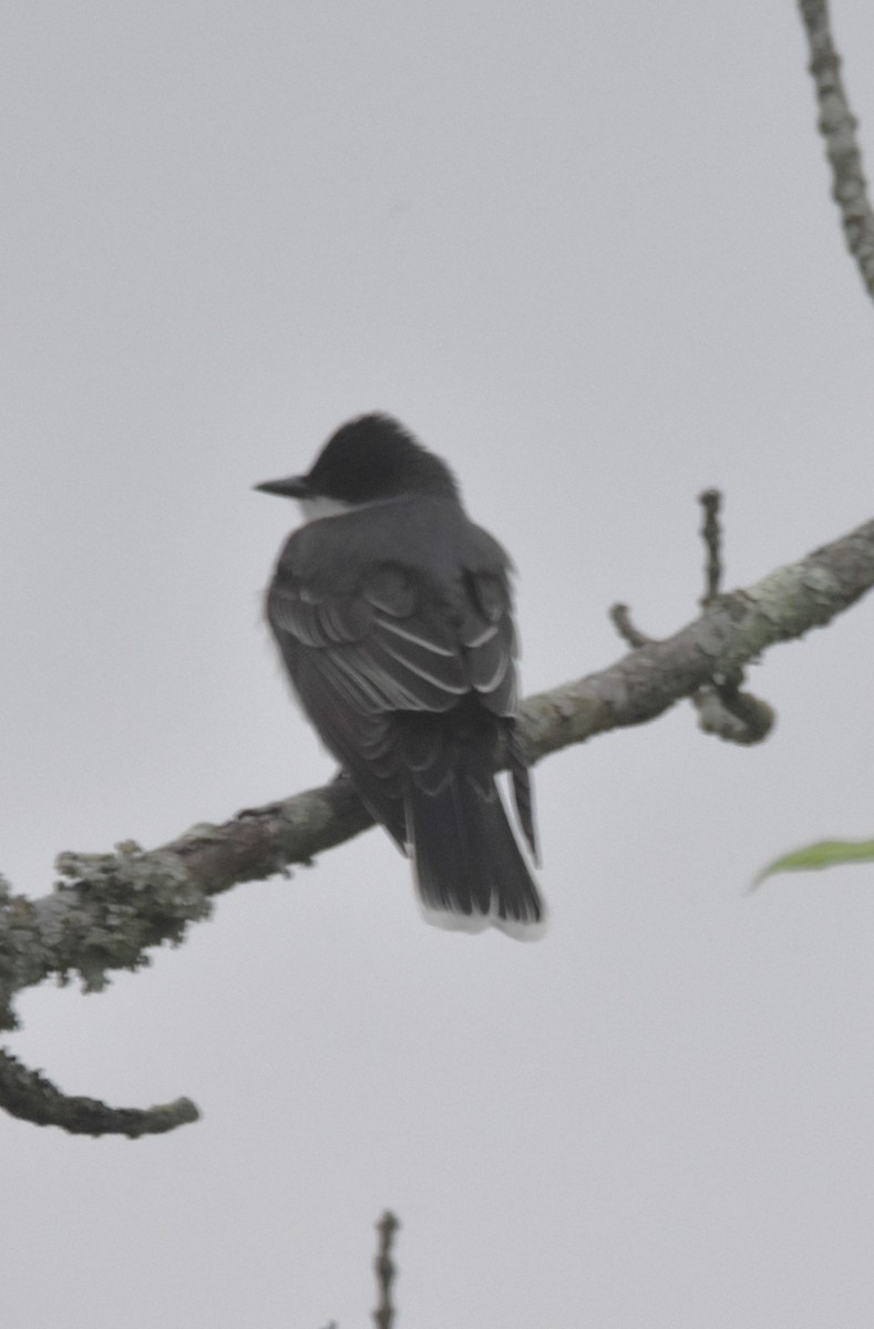 Eastern Kingbird - Old Sam Peabody