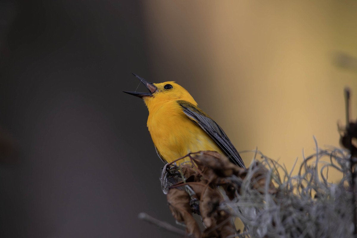 Prothonotary Warbler - Andres Leon-Reyes