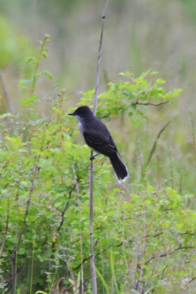 Eastern Kingbird - ML619178529