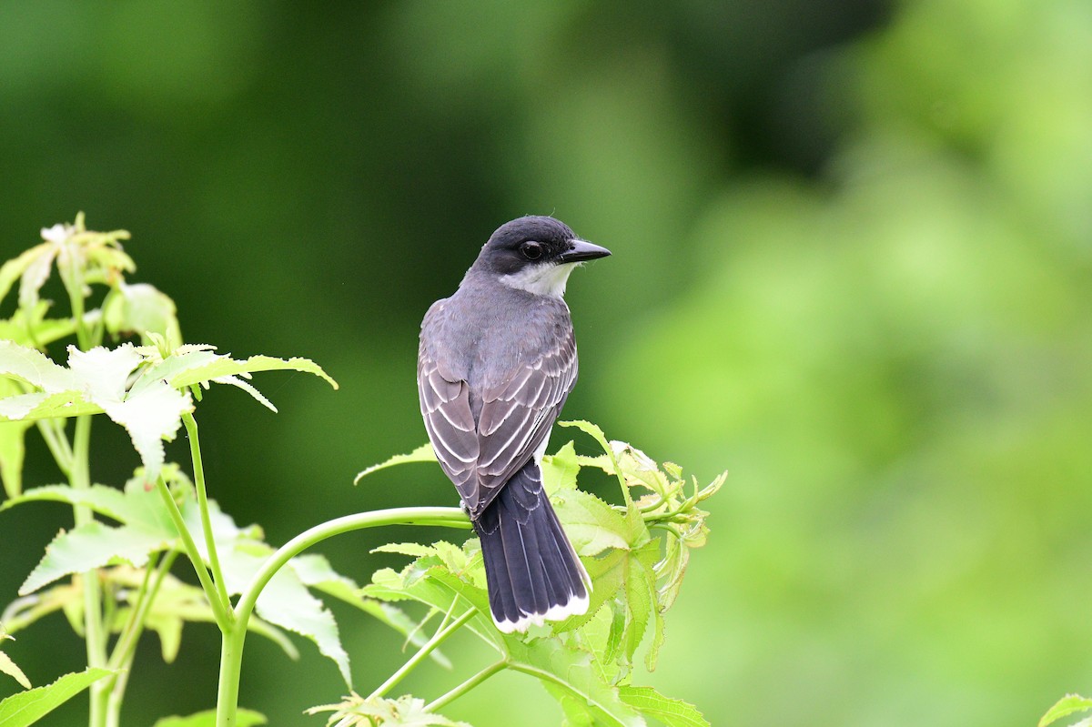 Eastern Kingbird - ML619178533