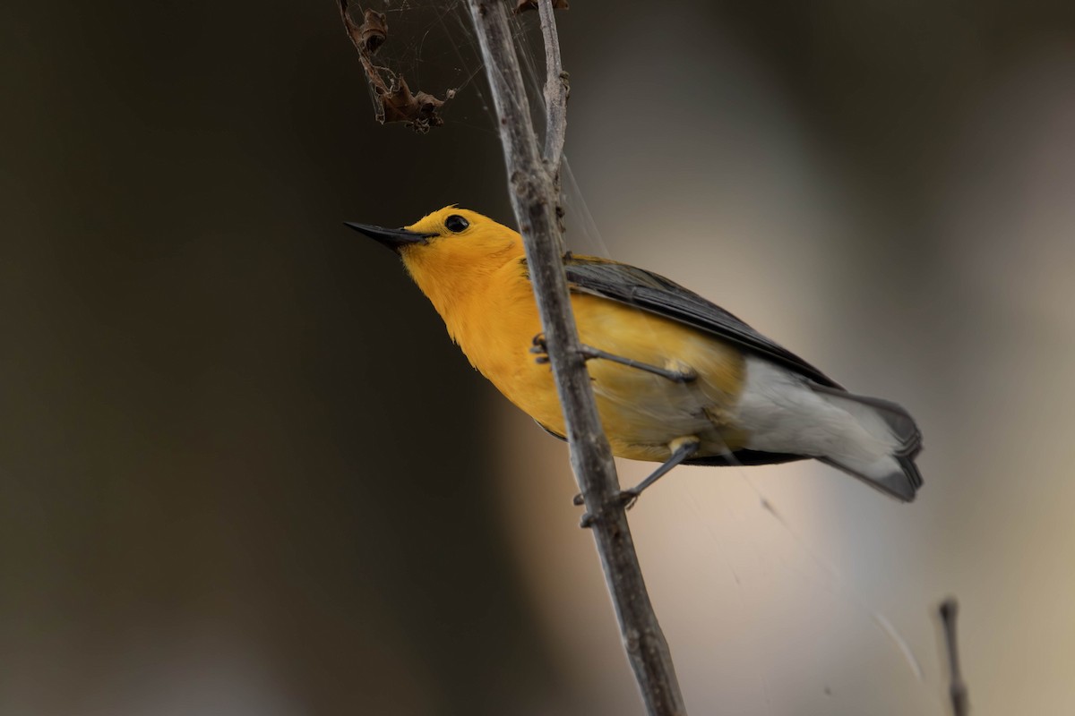Prothonotary Warbler - Andres Leon-Reyes