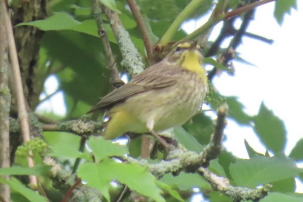 Palm Warbler - Brenda Meese