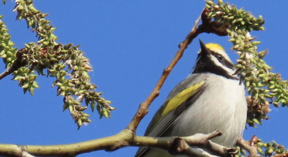 Golden-winged Warbler - Rick/linda olson