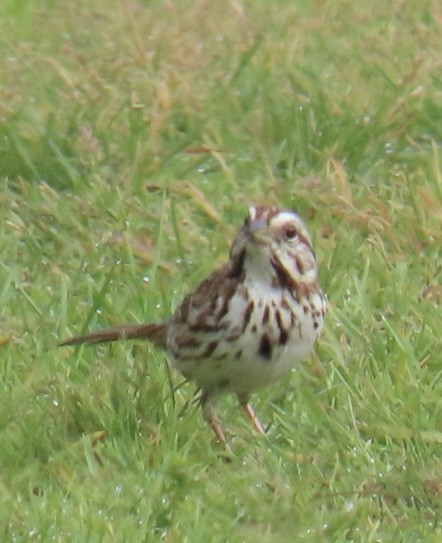 Song Sparrow - Brenda Meese