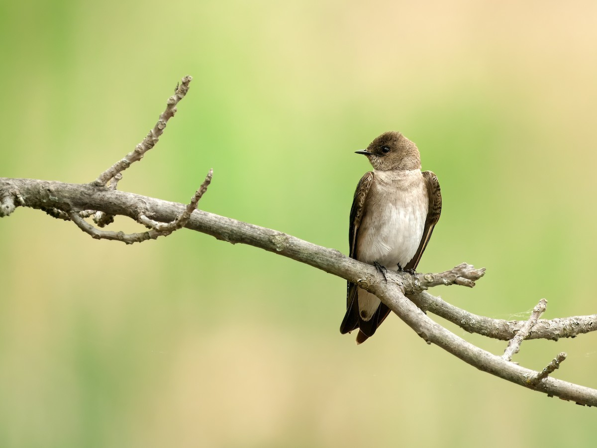 Northern Rough-winged Swallow - Gavin Edmondstone