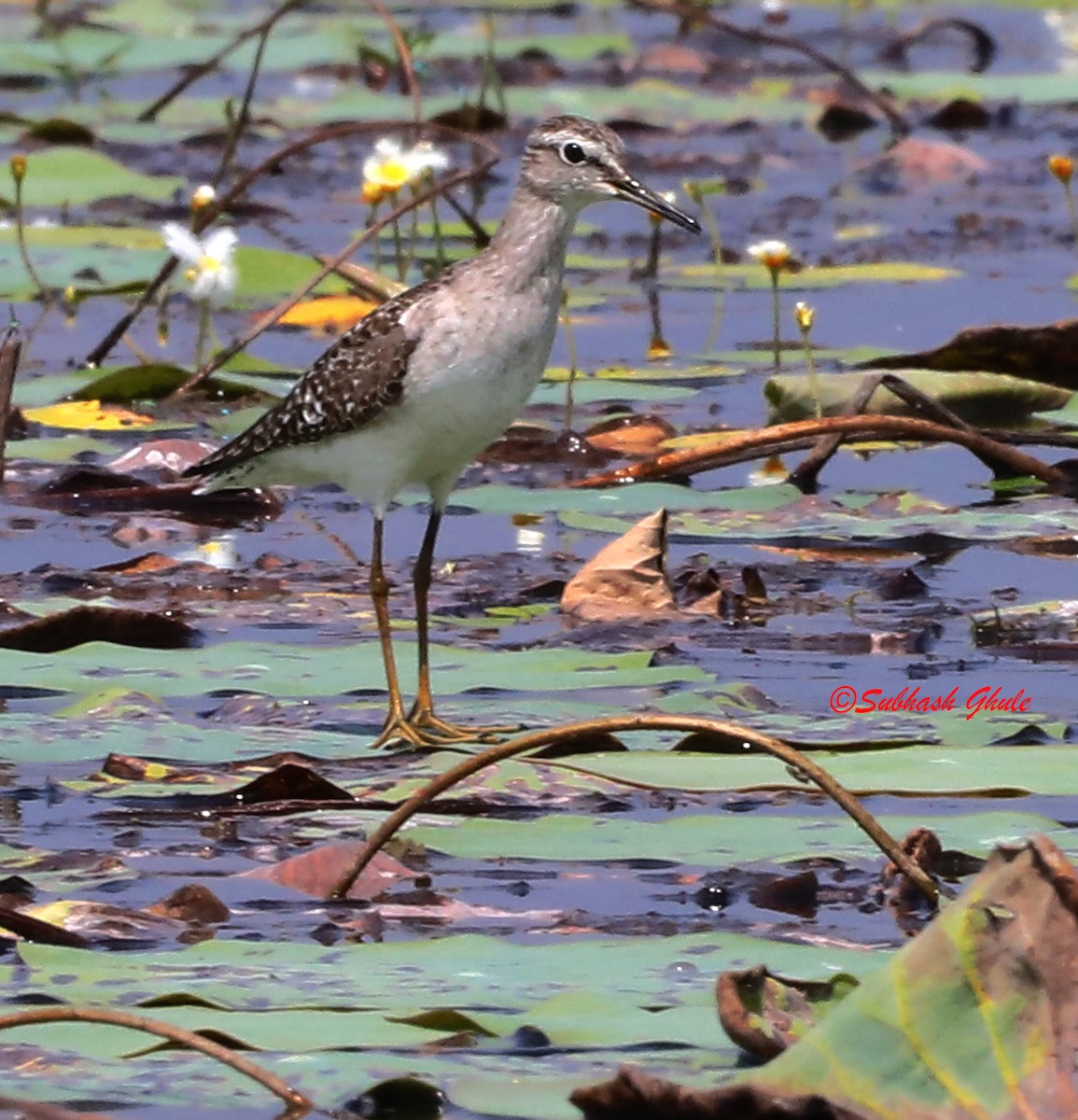 Wood Sandpiper - SUBHASH GHULE