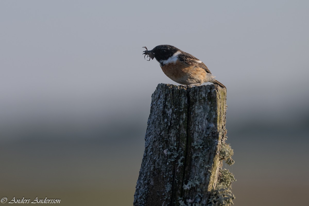 European Stonechat - Anders Andersson