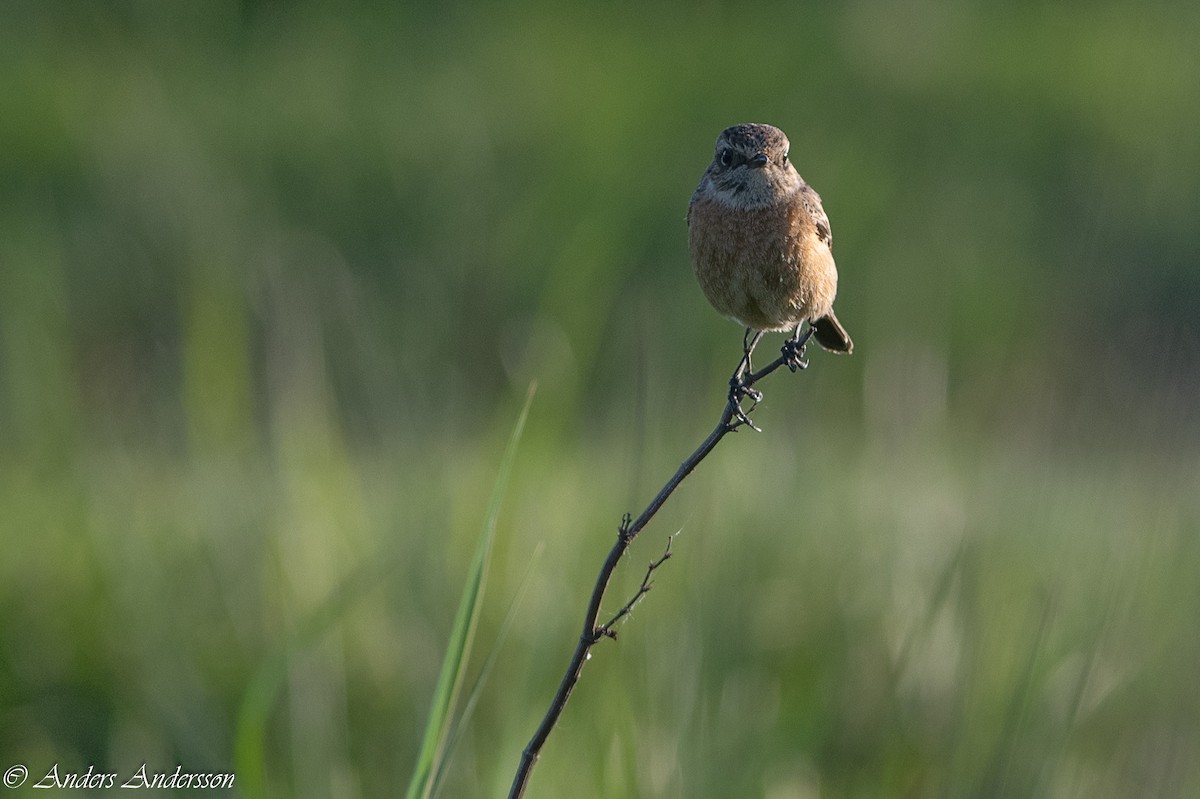 European Stonechat - Anders Andersson