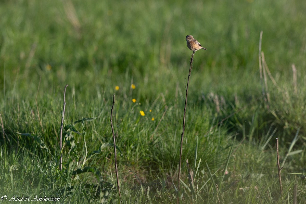 European Stonechat - Anders Andersson