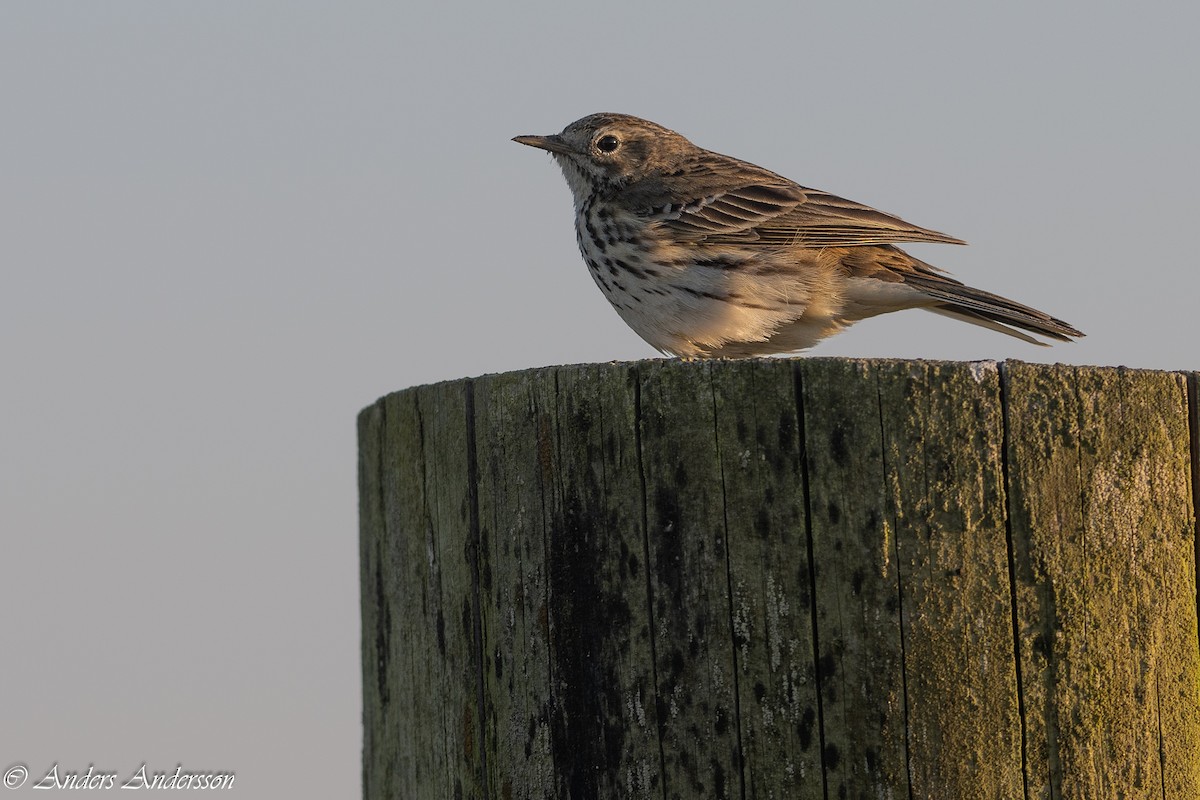 Meadow Pipit - Anders Andersson