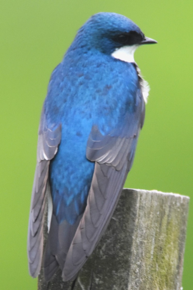 Tree Swallow - Old Sam Peabody