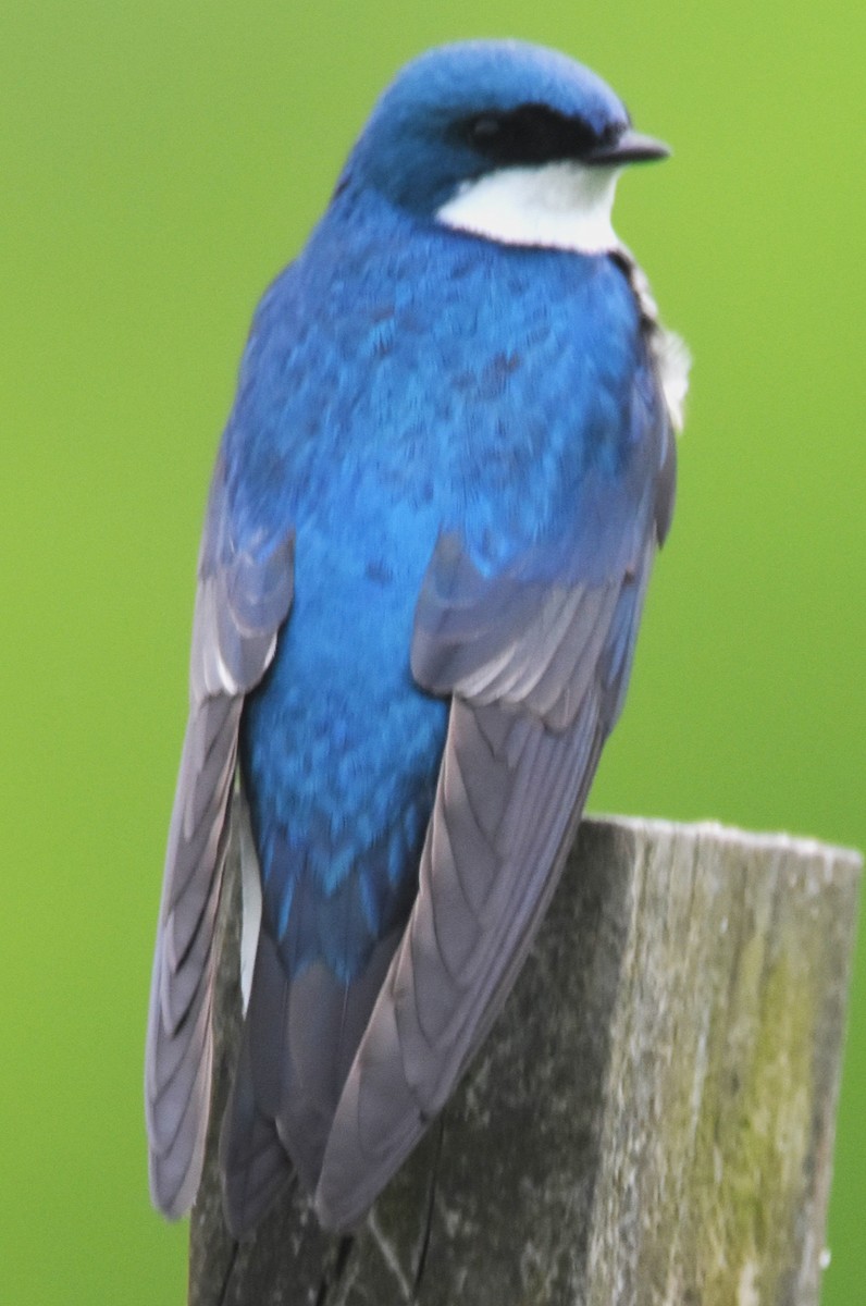 Tree Swallow - Old Sam Peabody