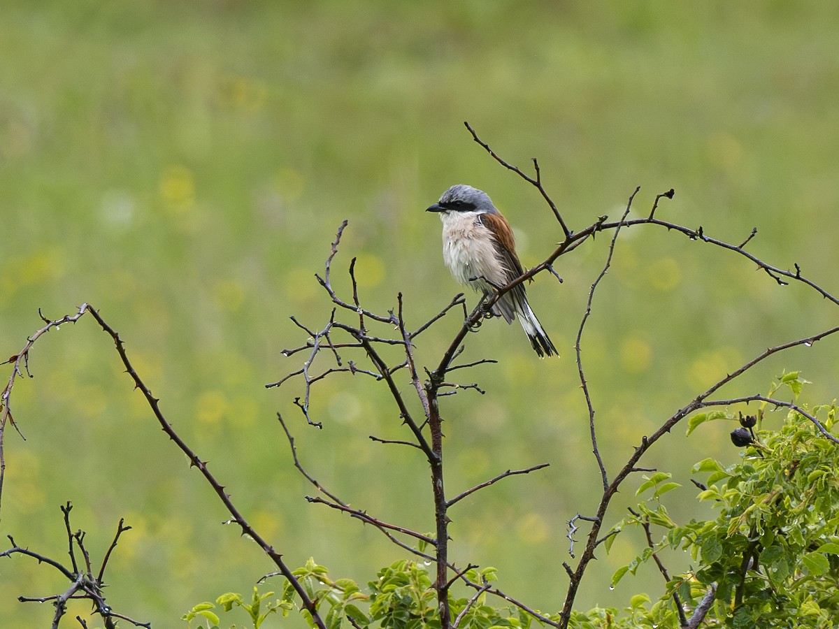 Red-backed Shrike - Radek Papranec