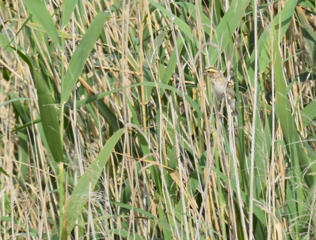 Yellow-crowned Bishop - Miguel Ángel Mora Quintana