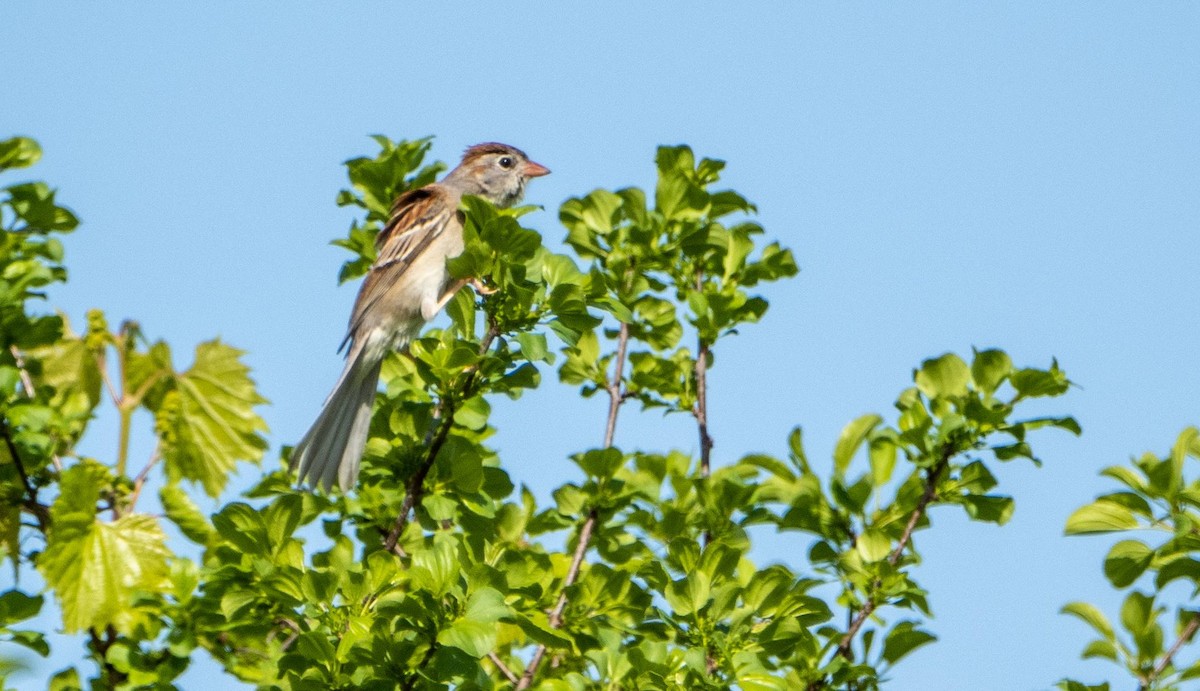 Field Sparrow - ML619178664