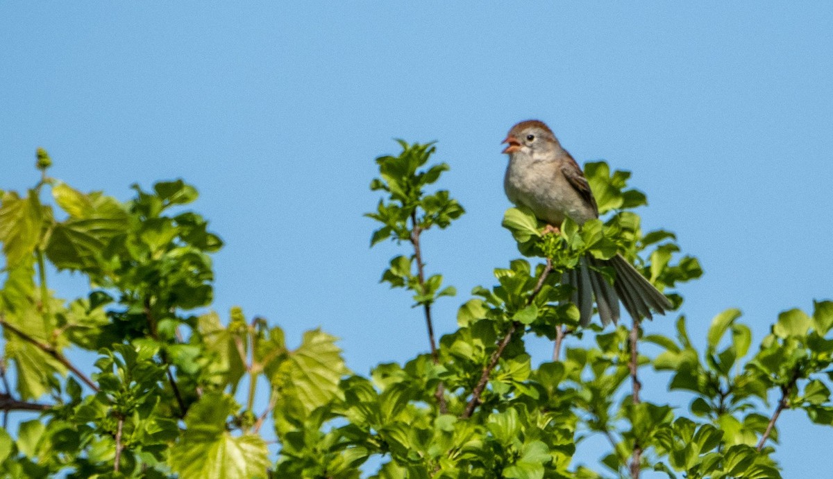 Field Sparrow - ML619178666