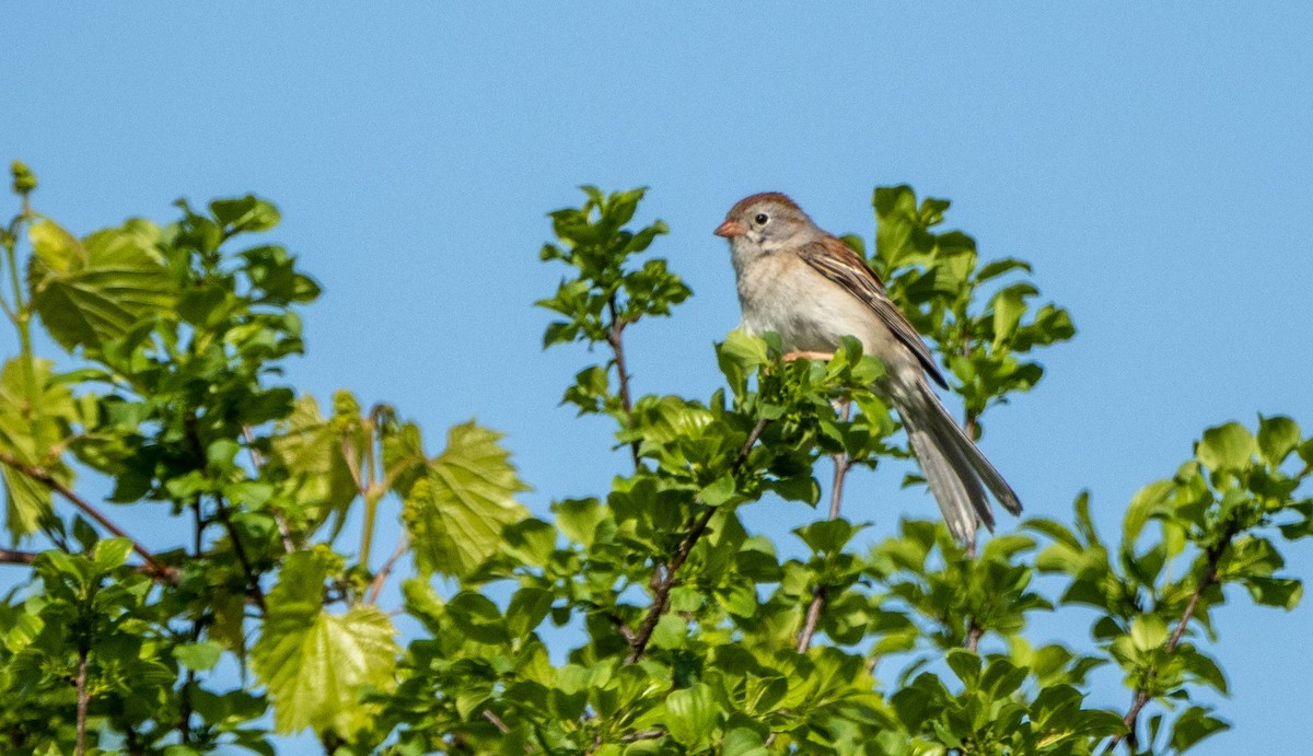 Field Sparrow - ML619178667