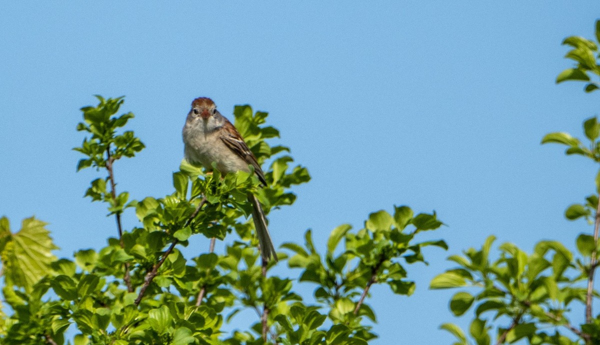 Field Sparrow - ML619178668