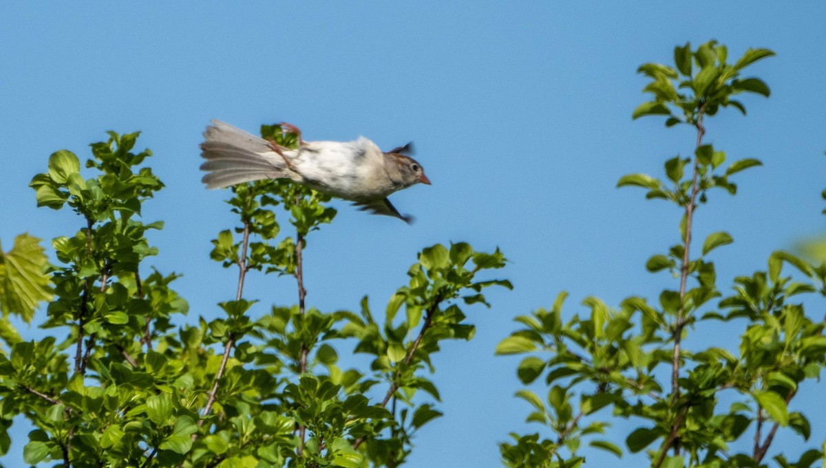 Field Sparrow - ML619178669